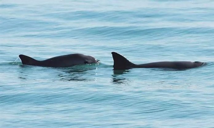 The vaquita is a seriously endangered species.