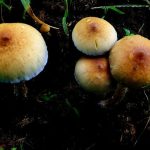 Magic mushrooms brought thousands of people to Mexico in the 1960s.