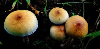 Magic mushrooms brought thousands of people to Mexico in the 1960s.