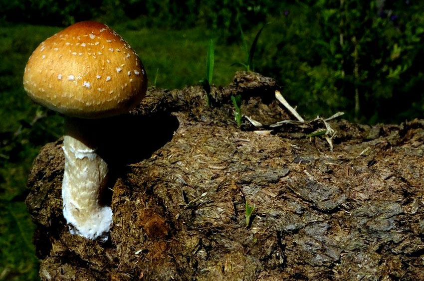 Psilocybe cubensis grows on cow dung which is “not too wet and not too dry.”