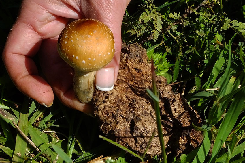 Picking a mushroom: reach for the bottom of the stem; gently twist and pull.