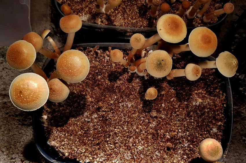 Mushrooms grown at home for micro-dose research.