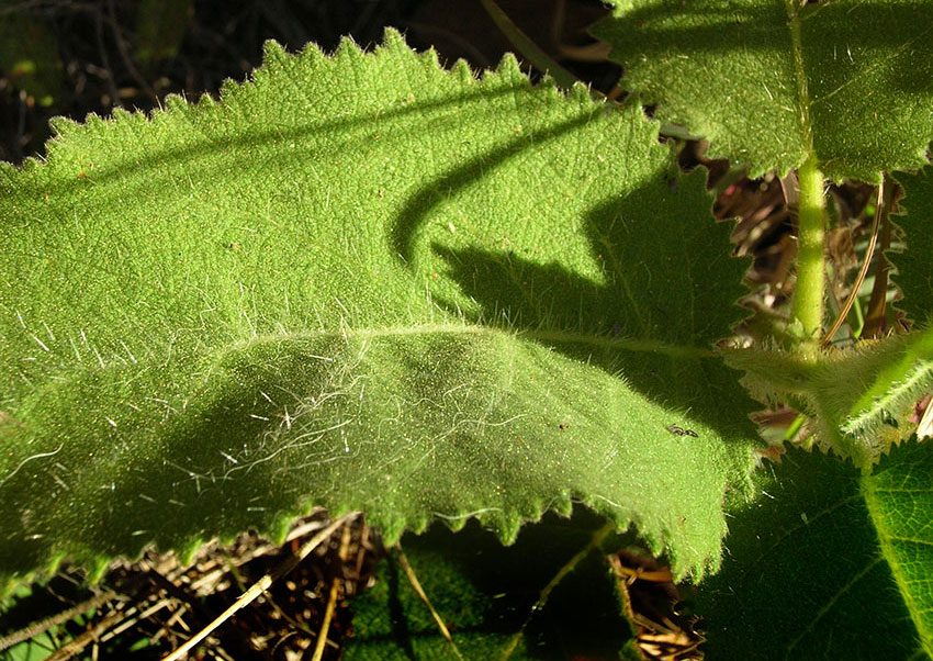 Be on the alert for leaves with tiny, irritating hairs.