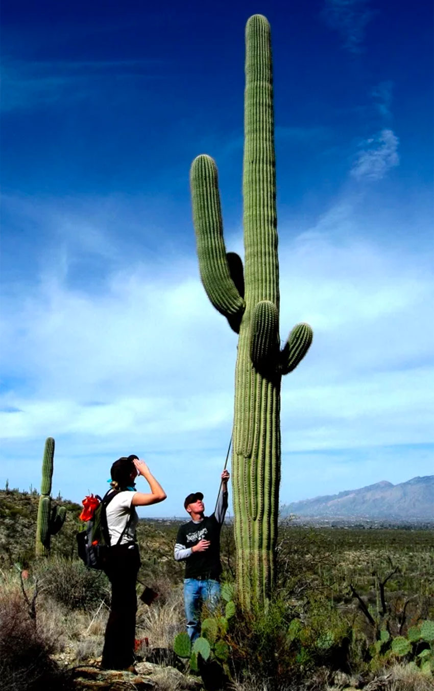 Giant cacti are a feature of the reserve.