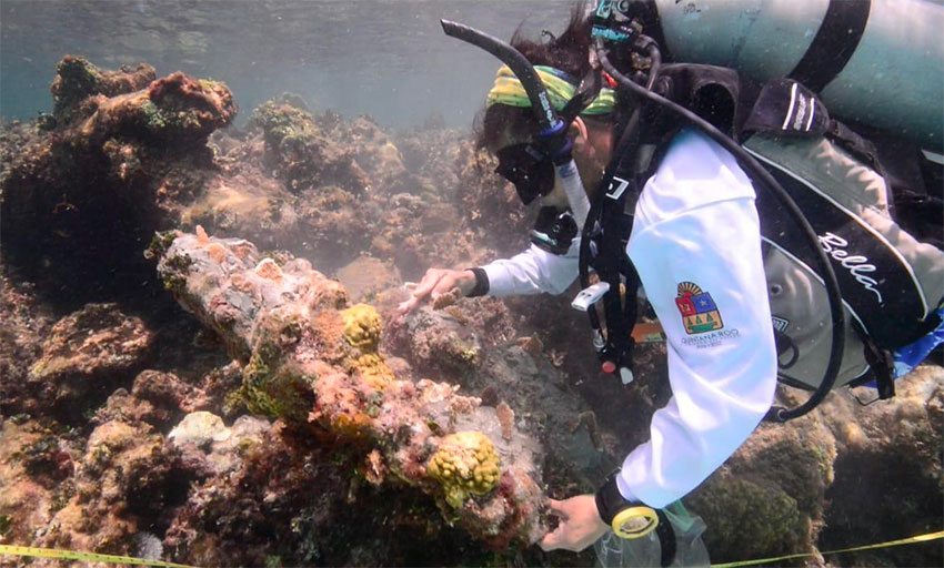 Divers planted 3,000 colonies of coral on Thursday.