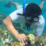 A diver plants coral in Quintana Roo.