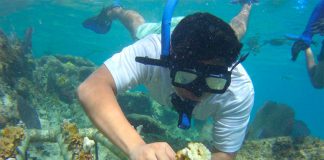 A diver plants coral in Quintana Roo.
