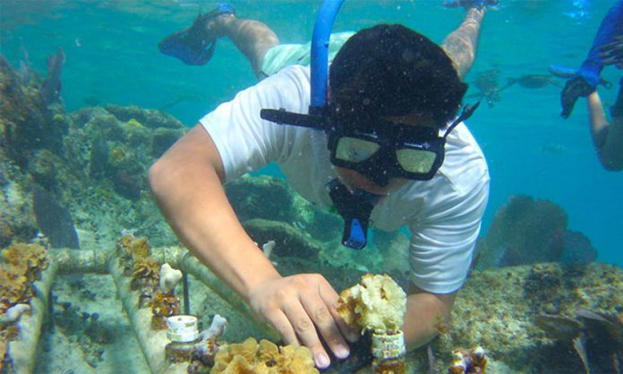 A diver plants coral in Quintana Roo.