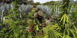 A soldier cuts marijuana plants