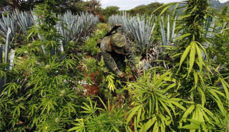 A soldier cuts marijuana plants