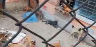 Some of the 50 dogs rescued by authorities.