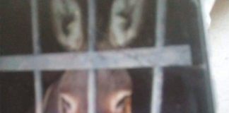 The unwitting donkey jailed over unpaid taxes.