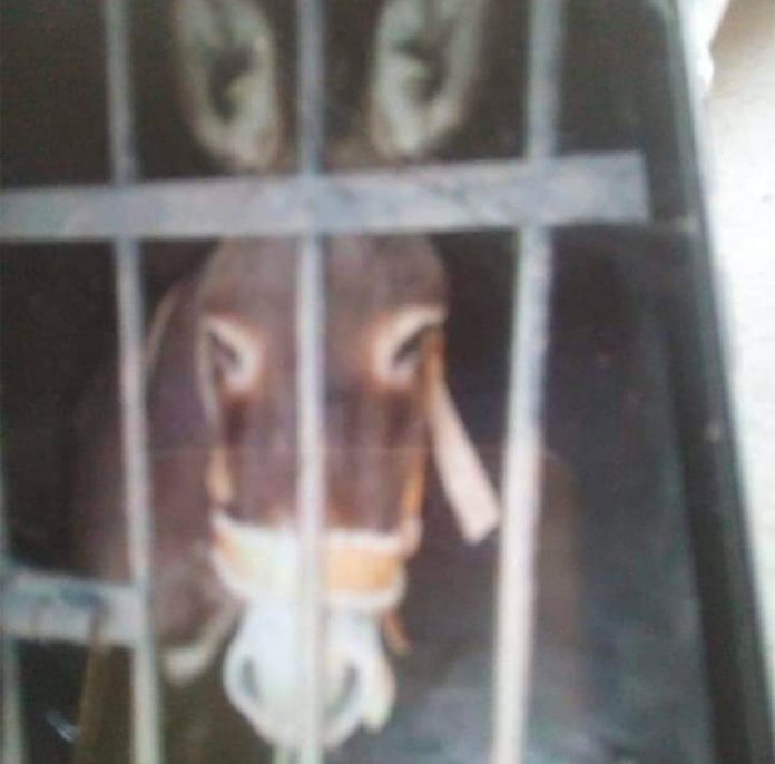 The unwitting donkey jailed over unpaid taxes.
