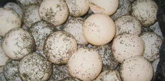 Turtle egg thefts continue in Oaxaca.