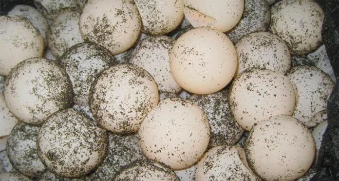 Turtle egg thefts continue in Oaxaca.