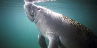 Manatees, a species at risk.