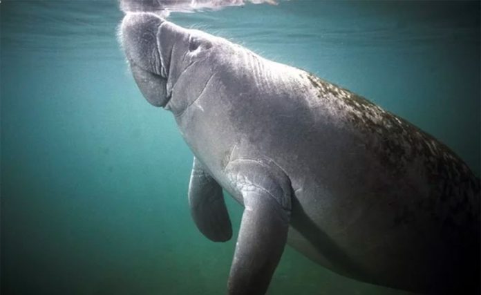 Manatees, a species at risk.