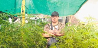 Hernández and a Mexico City marijuana plantation.
