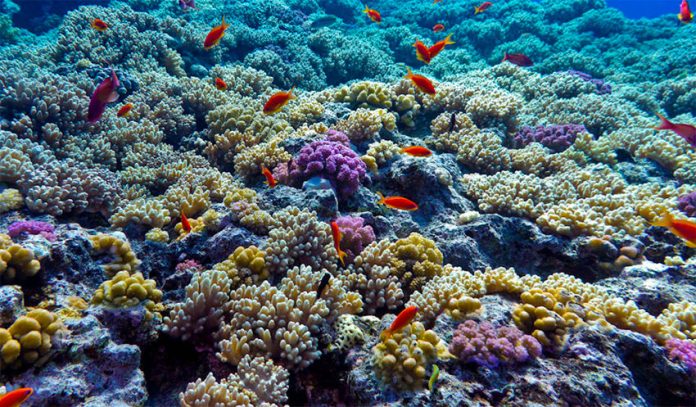 Coral reefs are 'sending a message:' scientist