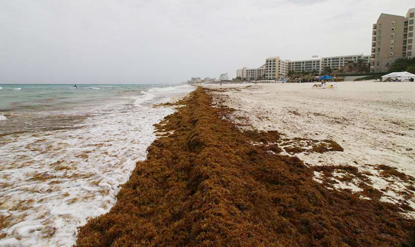 There are worse things than sargassum, hotels say.