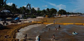sargassum
