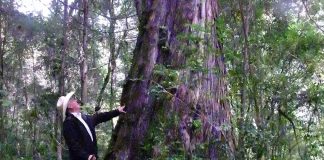 Richard Gresham checks out a 300-year-old tree in Manantlán.