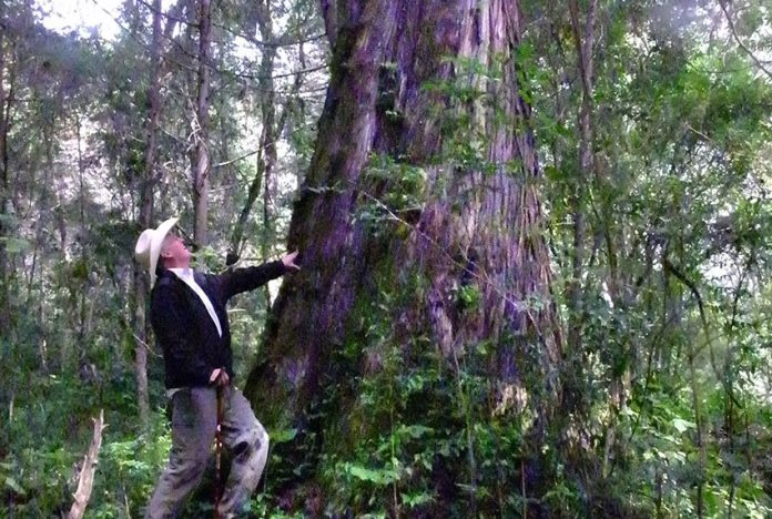 Richard Gresham checks out a 300-year-old tree in Manantlán.