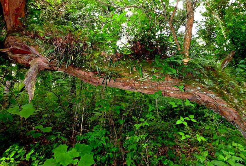 Tree branches in Manantlán are laden with bromeliads, orchids, lichen and moss.