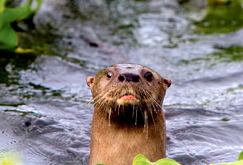 Manfred Meiners managed to photograph this otter in Jalisco's La Vega Dam.