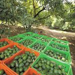 Crime gangs threaten Michoacán's avocado exports.