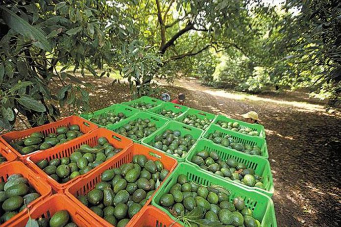 Crime gangs threaten Michoacán's avocado exports.