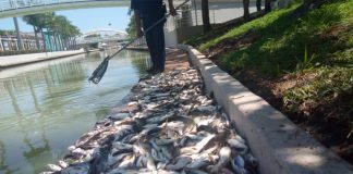 Dead catfish in the Tampico canal.