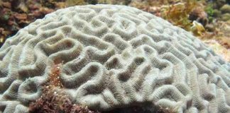 White band disease has triggered reef closures.