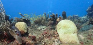 An estimated 42% of coral reefs have been affected.