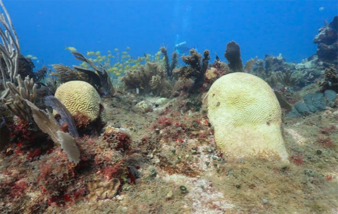 An estimated 42% of coral reefs have been affected.