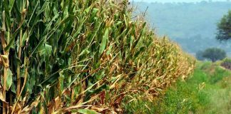 Law needed to protect native corn, federal agricultural official warns.