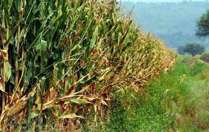 Law needed to protect native corn, federal agricultural official warns.