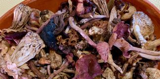 If the bugs don't appeal perhaps the mushrooms will.