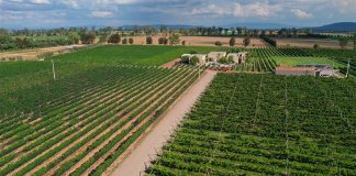 Where peppers once grew are now grapes at Cuna de Tierra.