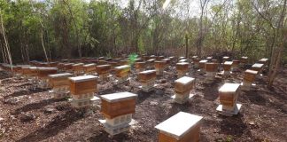 Hives in Yucatán, where more bees have been lost.