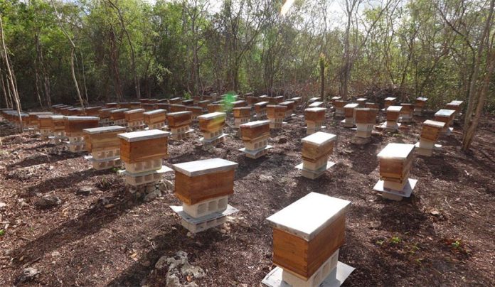 Hives in Yucatán, where more bees have been lost.