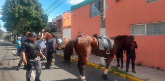 Horses are rounded up after Sunday's stampede.