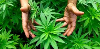 Mexico already has the expertise in the cultivation of marijuana.