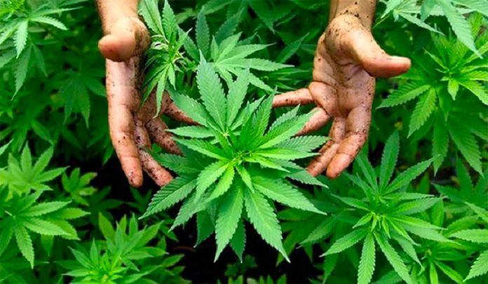 Mexico already has the expertise in the cultivation of marijuana.