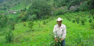 Could pot be a way out of poverty?