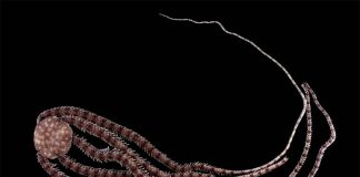 The brittle star, found in a cave in Quintana Roo.