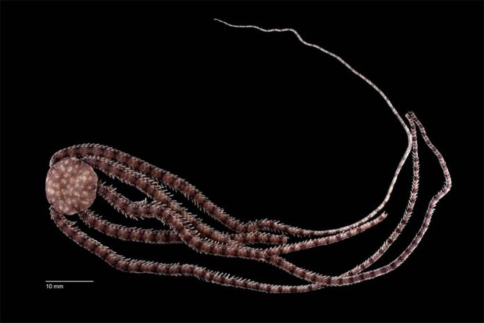 The brittle star, found in a cave in Quintana Roo.