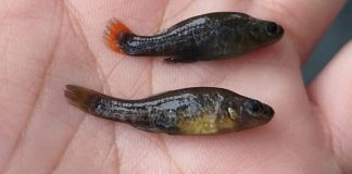 Tequila splitfins are now reproducing well at Balneario El Rincón in Jalisco