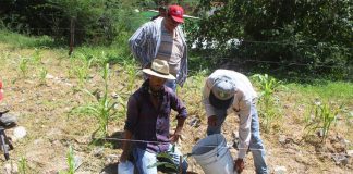 Planting avocado trees in Chihuahua.