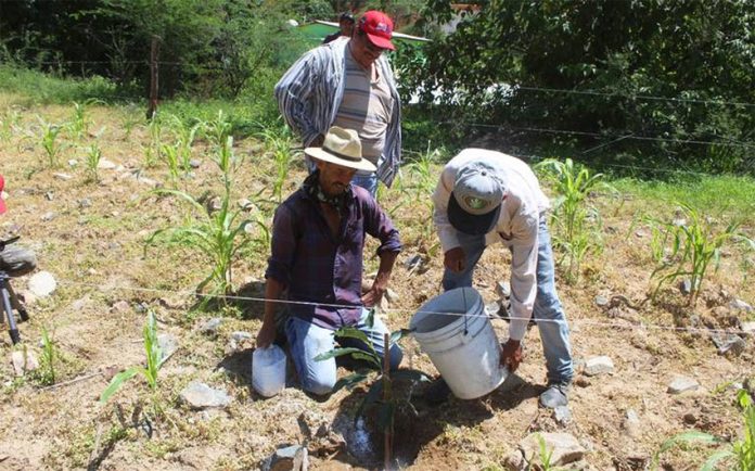Planting avocado trees in Chihuahua.